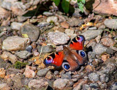 Butterfly bad camberg