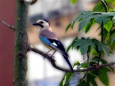 (Jay), Garrulus in Hod HaSharon, Israel photo