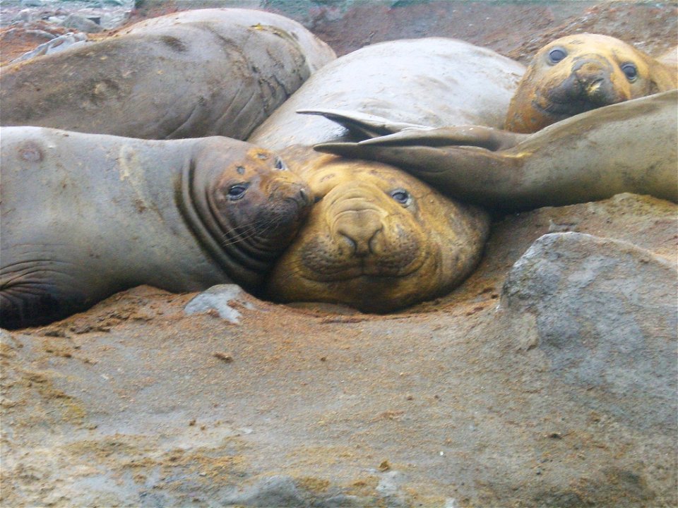 Elephant seals on the beach. Antarctic Peninsula.