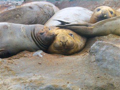 Elephant seals on the beach. Antarctic Peninsula. photo