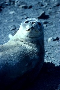 Antarctica, Palmer Peninsula, Northern area.