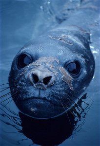 Southern elephant seal pup, Antarctica. photo