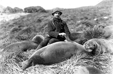 Arthur Sawyer and sea elephant pup. Format: Silver gelatin photonegative
