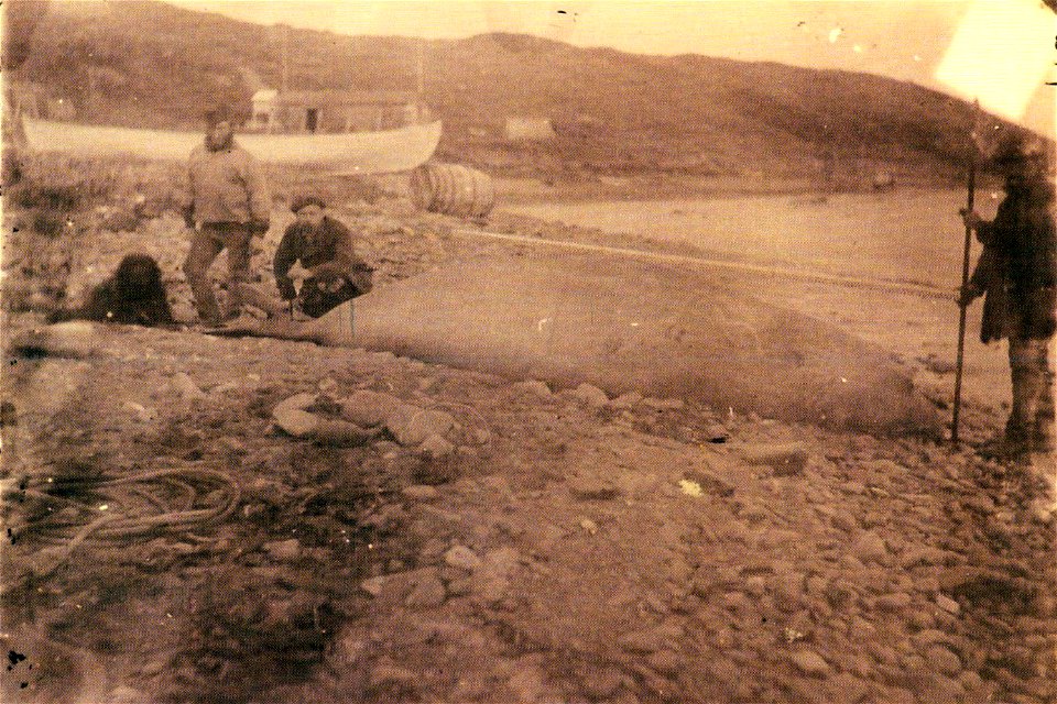 elephant seal shot on the beach west of the station, seen from the west (magn. variat. hut - psychrometer hut - dwelling - observatory - hydrogr. hut - boat - old blubber barrel (found on Whaler's Bea