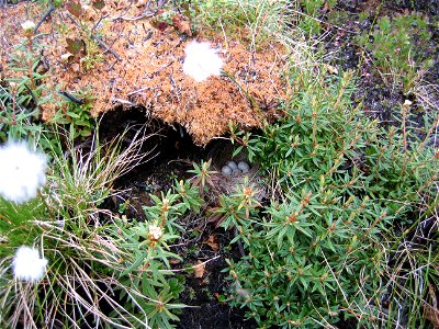 Nest of a Dark-eyed Junco (Junco hyemalis)