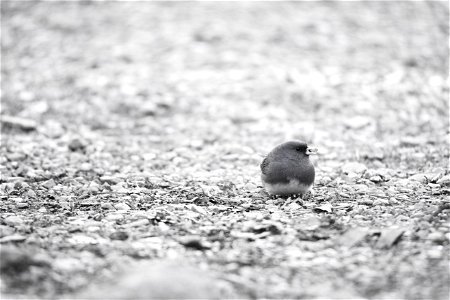 NPS | Katy Cain