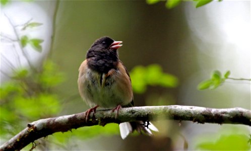 Dark-eyed Junco

You are free to use this image with the following photo credit: Peter Pearsall/U.S. Fish and Wildlife Service