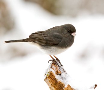 Dark-Eyed Junco photo