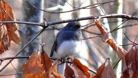 A Dark-eyed Junco (Junco hyemalis subsp. hyemalis).Photo taken with a Panasonic Lumix DMC-FZ50 in Johnston County, North Carolina, USA. photo