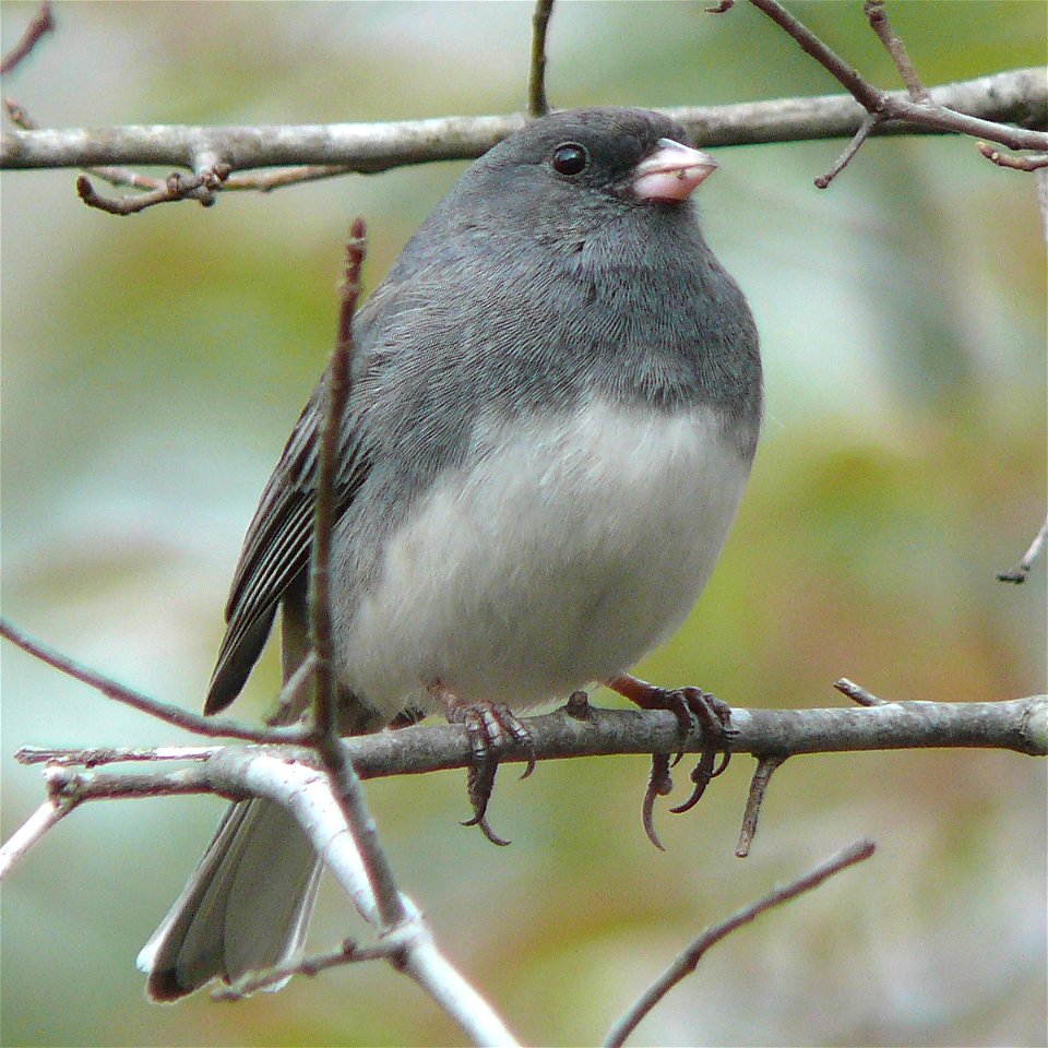 A Dark-eyed Junco subspecies - the Slate-colored Junco (Junco hyemalis hyemalis).Photo taken with a Panasonic Lumix DMC-FZ50 in Johnston County, North Carolina, USA.