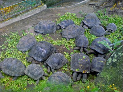 A herd of Aldabra Giant Tortoises in the Seychelles. Self taken image while on holiday August 2006. Taken at Botanical Gardens, Mahe.