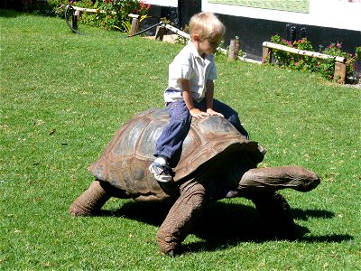 I took this photo myself. The Aldabra Giant Tortoise tortoise is a permanent resident at the Mount Kenya Wildlife Conservancy - http://www.animalorphanagekenya.org.
Chuck @ UPDmedia.com (talk) 16:15, 