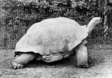 English:  « Testudo daudini » = Aldabrachelys gigantea (Aldabra giant tortoise)Français :  « Testudo daudini » = Aldabrachelys gigantea (Tortue géante des 