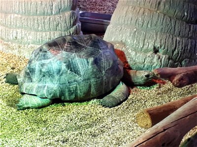 Aldabra giant tortoise in the National Center of the sea Nausicaa in Boulogne-sur-mer (Pas-de-Calais, France).