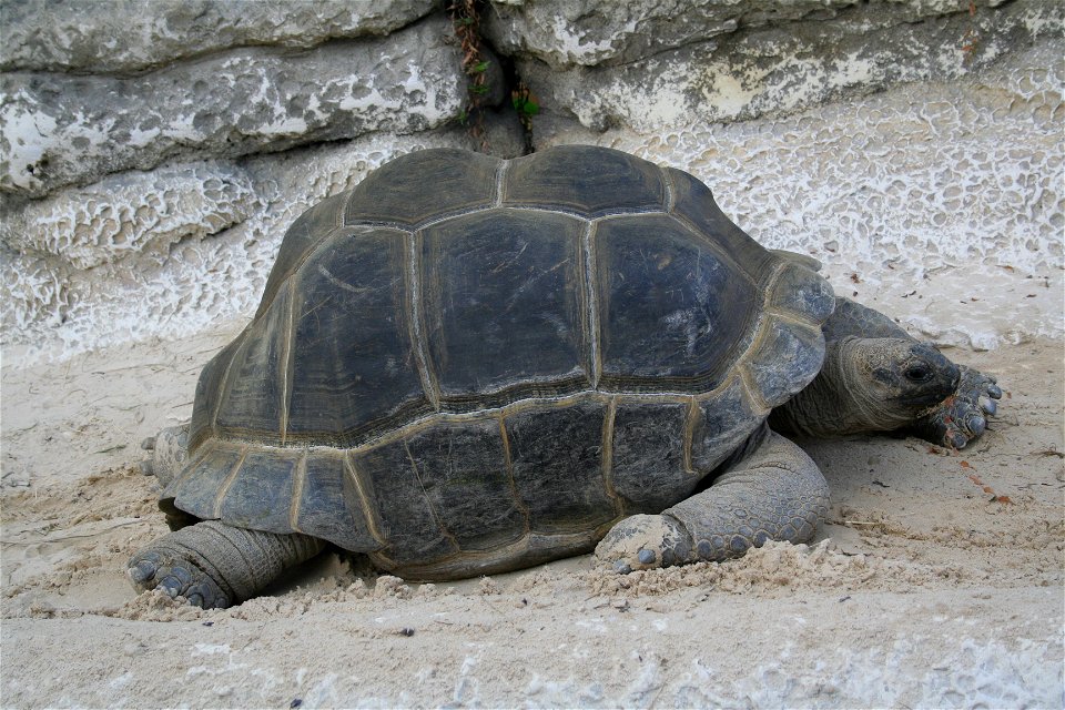 Tortue géante des Seychelles (ou tortue d'Aldabra) en captivité à La Ferme aux crocodiles, Pierrelatte, France.