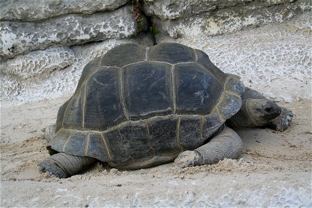 Tortue géante des Seychelles (ou tortue d'Aldabra) en captivité à La Ferme aux crocodiles, Pierrelatte, France.