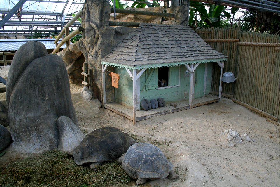 Tortues géantes des Seychelles (ou tortue d'Aldabra) dans leur enclos à la Ferme aux crocodiles de Pierrelatte en France