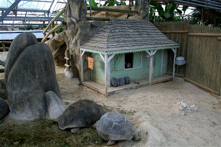 Tortues géantes des Seychelles (ou tortue d'Aldabra) dans leur enclos à la Ferme aux crocodiles de Pierrelatte en France