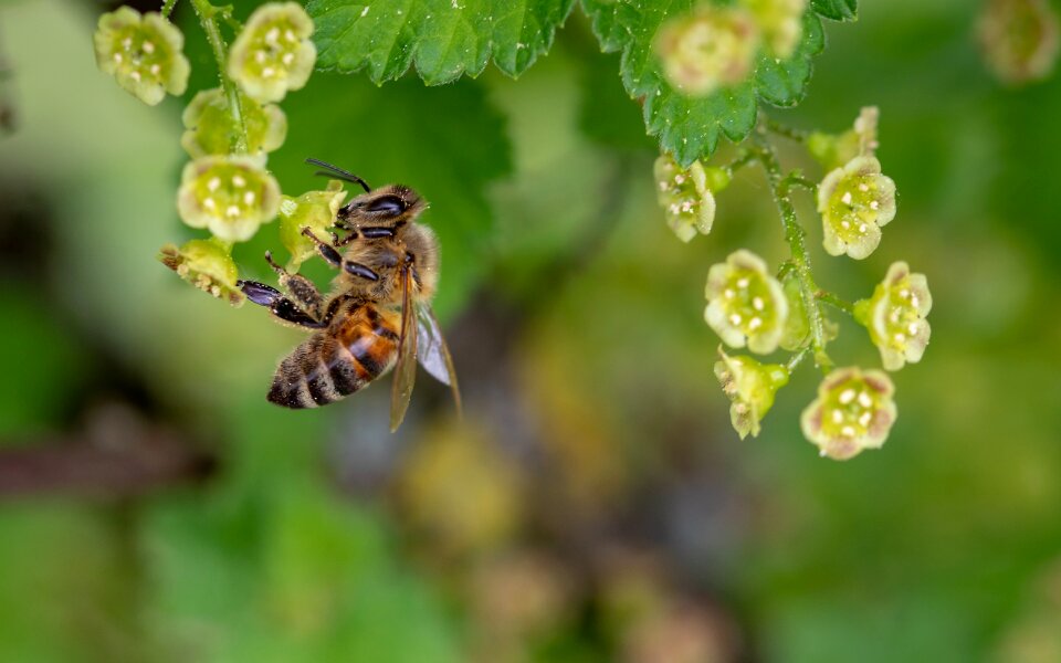 Collect pollen spring pollen