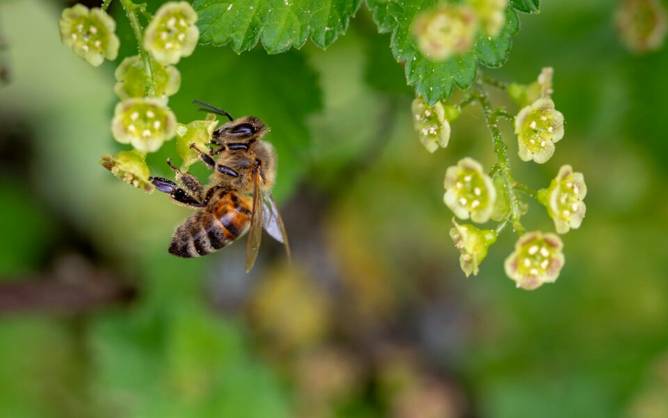 Collect pollen spring pollen photo