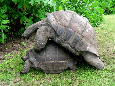 Tortues géantes