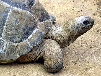 Aldabra Giant Tortose Geochelone gigantea at Bristol Zoo, England. The Zoo uses Dipsochelys dussumieri on its signboard but this name might be superseded. photo