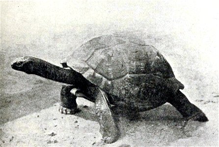 Photograph of a living Aldabra tortoise (Aldabrachelys gigantea) that was in 1766 brought from Aldabra to Mauritius, where it died in 1918 after living for over 150 years.[1][2] This i