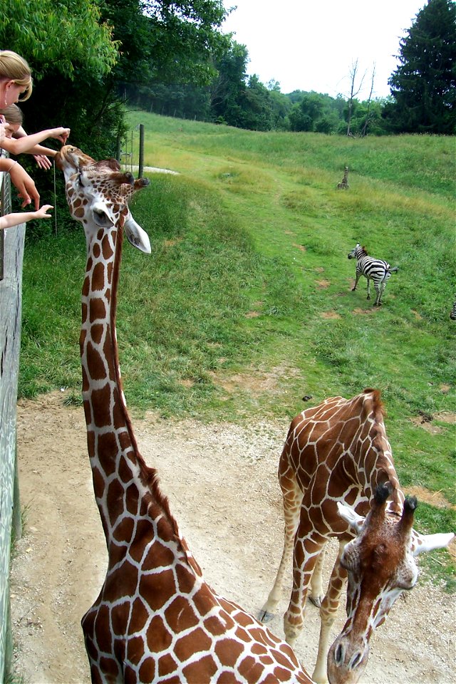 Reticulated Giraffes, feeding area at Binder Park Zoo. Plains Zebra in background.