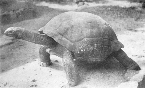 English:  « Testudo indica » = misidentification of Aldabrachelys gigantea 'sumierei' (Marion's giant tortoise)Français :  « Testudo indica » =  fr:Aldabra
