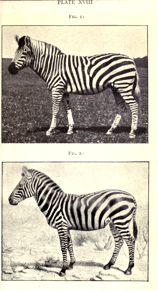 The horse and its relatives,  by R. Lydekker ...