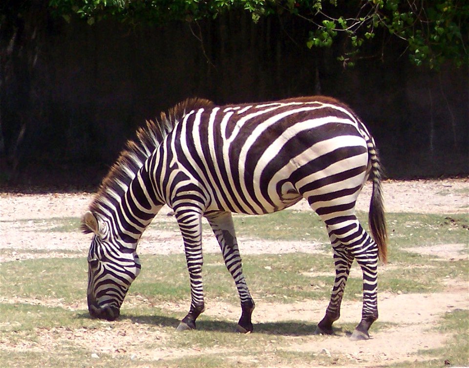 A zebra eating grass.