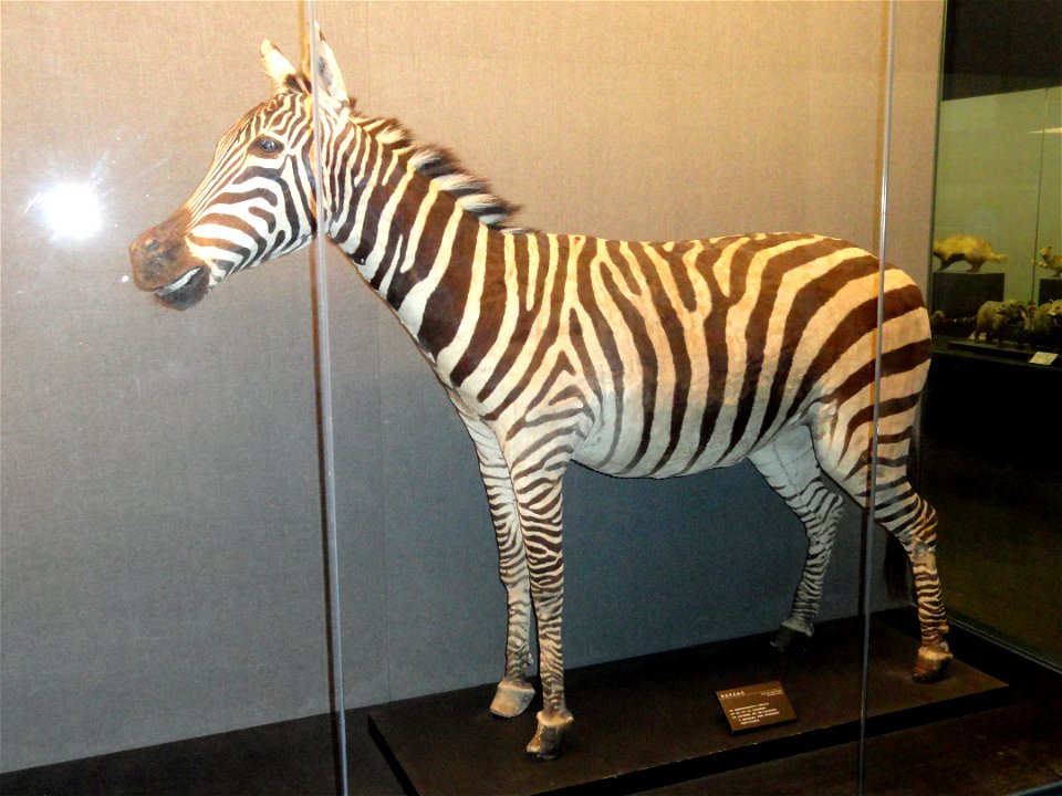 Taxidermy exhibit in the Kunming Natural History Museum of Zoology (昆明动物博物馆), Kunming, Yunnan, China.