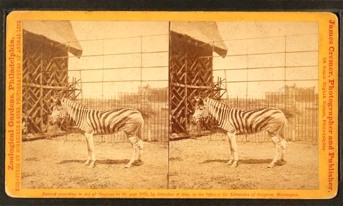 Burchell's zebra.  Zoological Gardens, Philadelphia. 29.