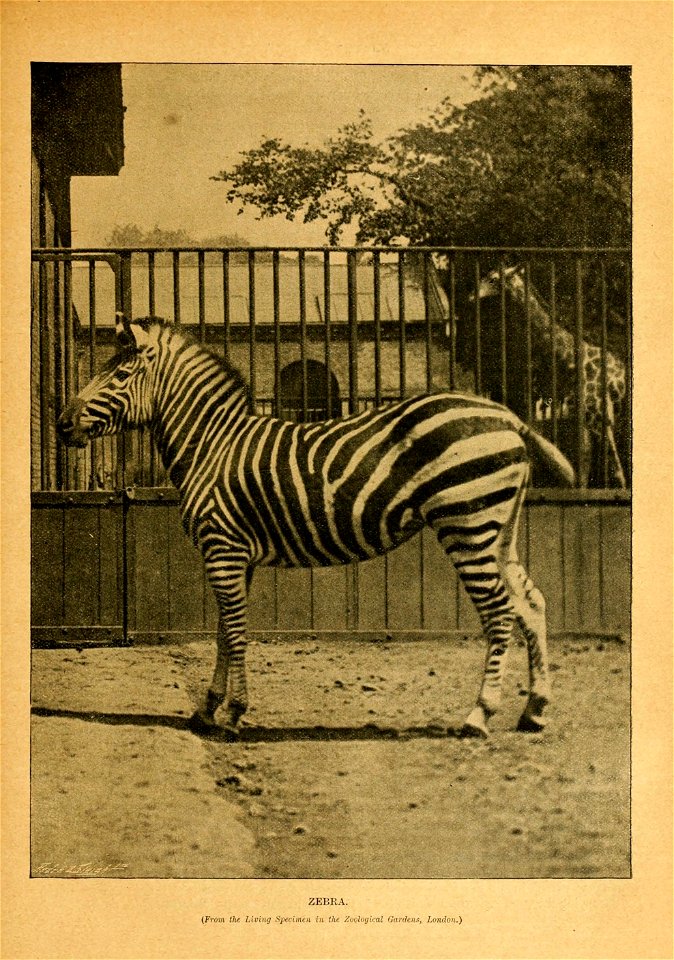 Cassell's natural history.  Ed. by P. Martin Duncan ...