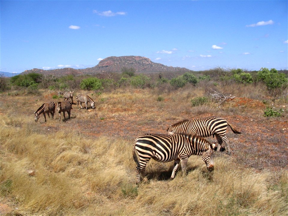Equus quagga boehmi (Grant's Zebra) group by the A109 road between Tsavo East National Park and Tsavo West National Park in Kenya.