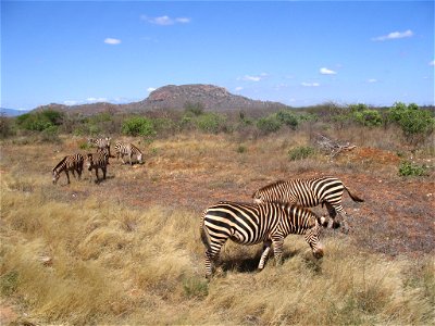 Equus quagga boehmi (Grant's Zebra) group by the A109 road between Tsavo East National Park and Tsavo West National Park in Kenya. photo