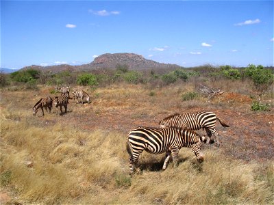 Equus quagga boehmi (Grant's Zebra) group by the A109 road between Tsavo East National Park and Tsavo West National Park in Kenya.