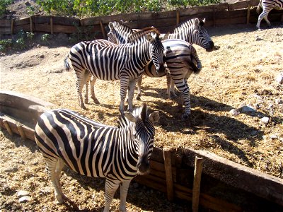 Small herd of Damara zebras (Equus quagga antiquorum) watching our truck go by in Selwo Adventure Park, Spain, 2007