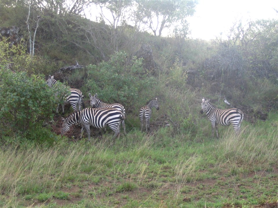 Equus quagga boehmi (Grant's Zebra) group in Tsavo West National Park, Kenya.