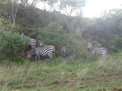 Equus quagga boehmi (Grant's Zebra) group in Tsavo West National Park, Kenya.