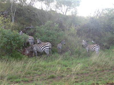 Equus quagga boehmi (Grant's Zebra) group in Tsavo West National Park, Kenya. photo