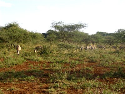 Equus quagga boehmi (Grant's Zebra) group in Tsavo West National Park, Kenya. photo