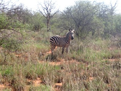 Equus quagga boehmi (Grant's Zebra) individual in Tsavo West National Park, Kenya. photo