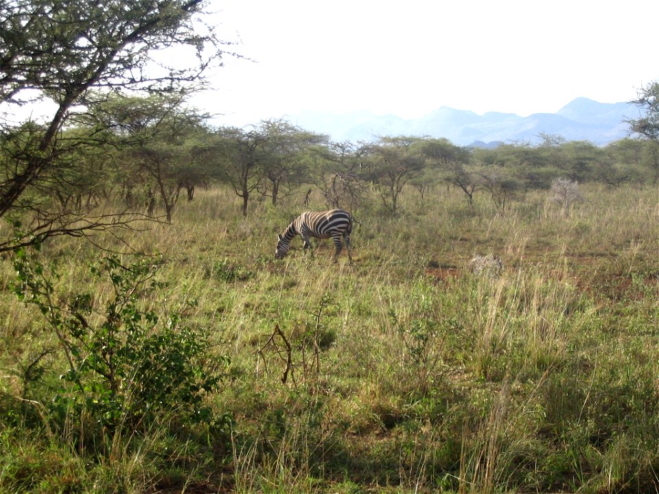 Equus quagga boehmi (Grant's Zebra) individual in Tsavo West National Park, Kenya.