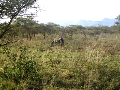 Equus quagga boehmi (Grant's Zebra) individual in Tsavo West National Park, Kenya. photo