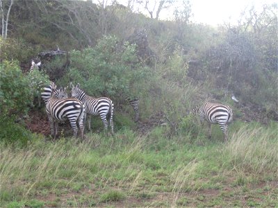 Equus quagga boehmi (Grant's Zebra) group in Tsavo West National Park, Kenya. photo