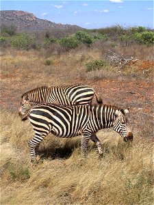Equus quagga boehmi (Grant's Zebra) pair by the A109 road between Tsavo East National Park and Tsavo West National Park in Kenya.