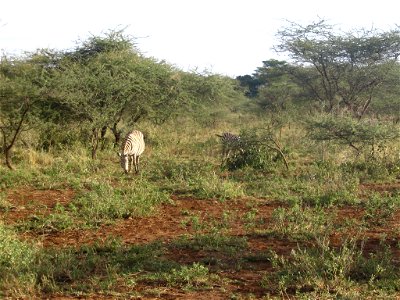 Equus quagga boehmi (Grant's Zebra) pair in Tsavo West National Park, Kenya. photo