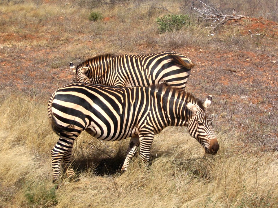 Equus quagga boehmi (Grant's Zebra) pair by the A109 road between Tsavo East National Park and Tsavo West National Park in Kenya.