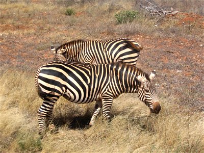 Equus quagga boehmi (Grant's Zebra) pair by the A109 road between Tsavo East National Park and Tsavo West National Park in Kenya.